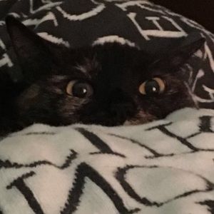 Meet your Posher, Halle